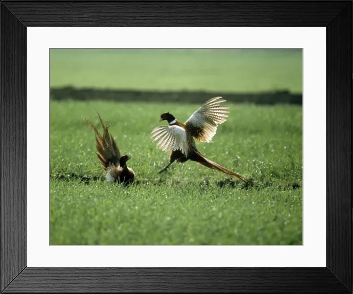 Framed Print : Picture No. 10855501 Framed Print : Picture No. 10855501