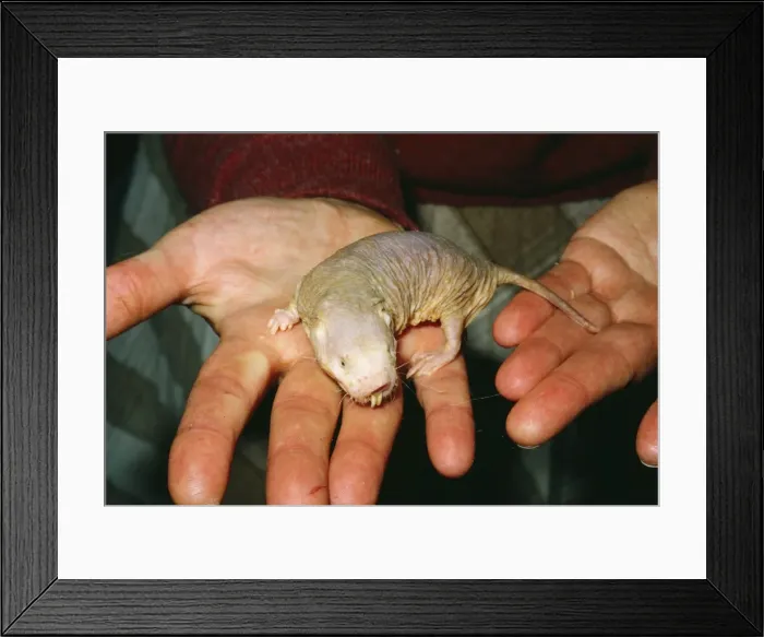 Framed Print : Picture No. 10854937 Framed Print : Picture No. 10854937