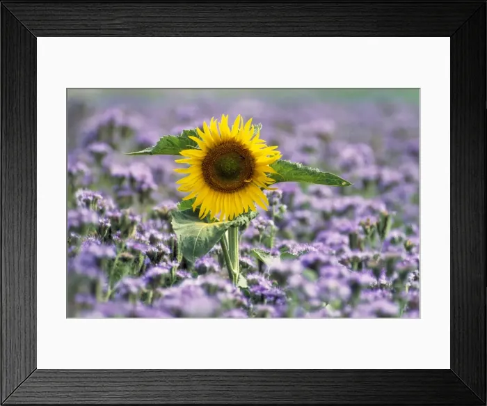 Framed Print : Picture No. 10853751 Framed Print : Picture No. 10853751