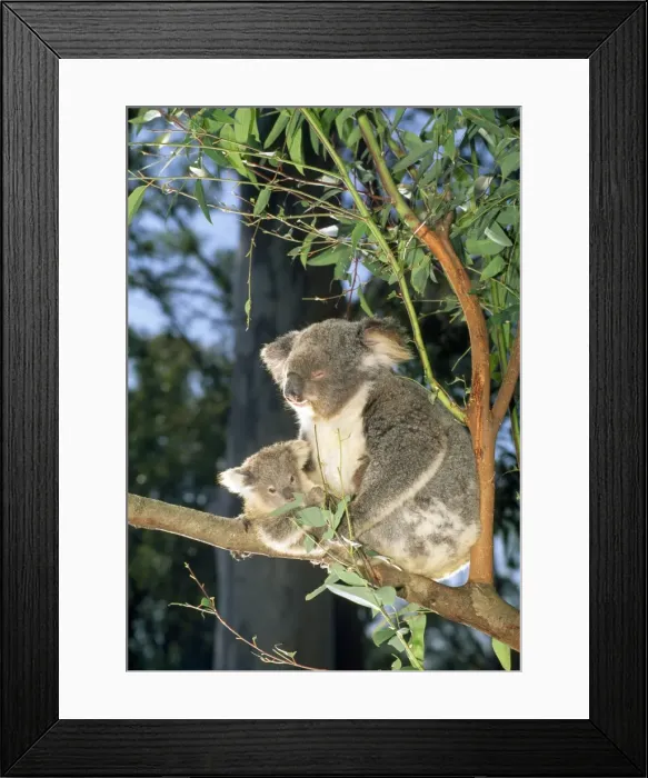 Framed Print : Picture No. 10852254 Framed Print : Picture No. 10852254