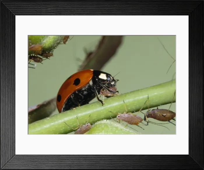 Framed Print : Picture No. 10854810 Framed Print : Picture No. 10854810