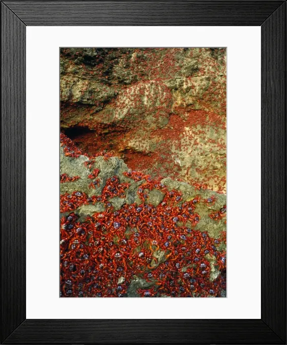 Framed Print : Picture No. 10852272 Framed Print : Picture No. 10852272