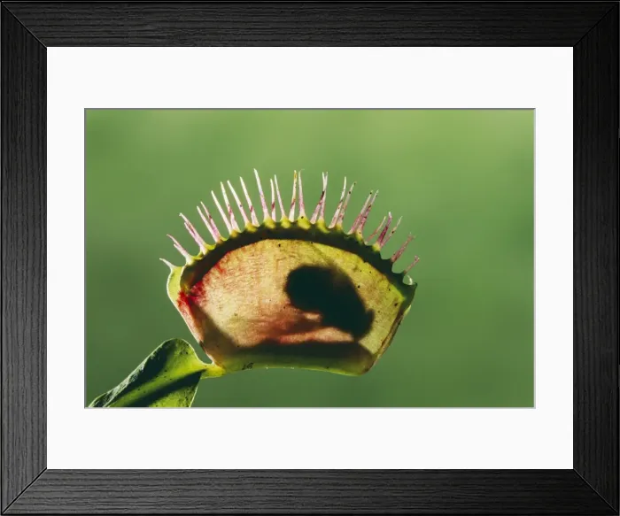 Framed Print : Picture No. 10854846 Framed Print : Picture No. 10854846