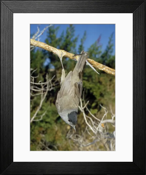 Framed Print : Picture No. 10853569 Framed Print : Picture No. 10853569