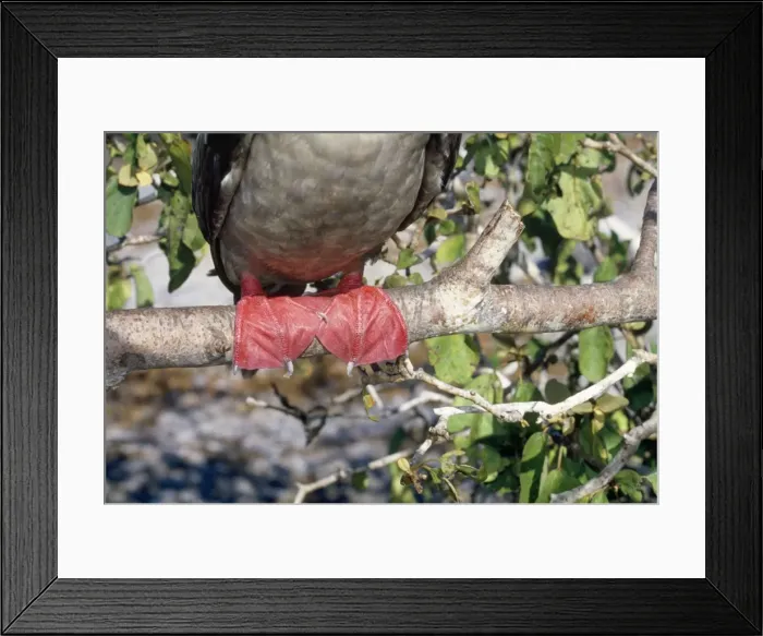 Framed Print : Picture No. 10855022