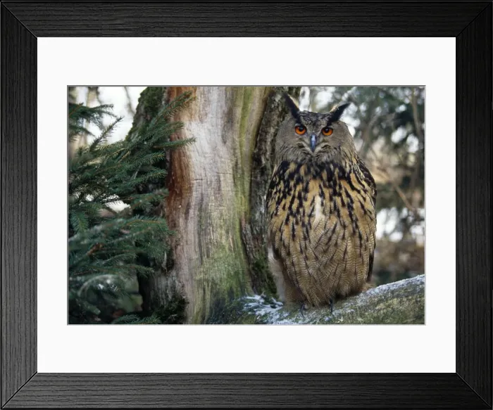 Framed Print : Picture No. 10855537 Framed Print : Picture No. 10855537