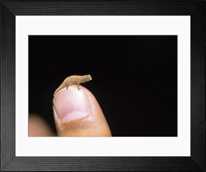Framed Print : Picture No. 10853862 Framed Print : Picture No. 10853862