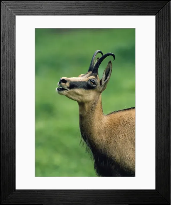 Framed Print : Picture No. 10852242 Framed Print : Picture No. 10852242