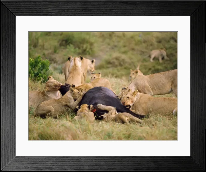 Framed Print : Picture No. 10855526