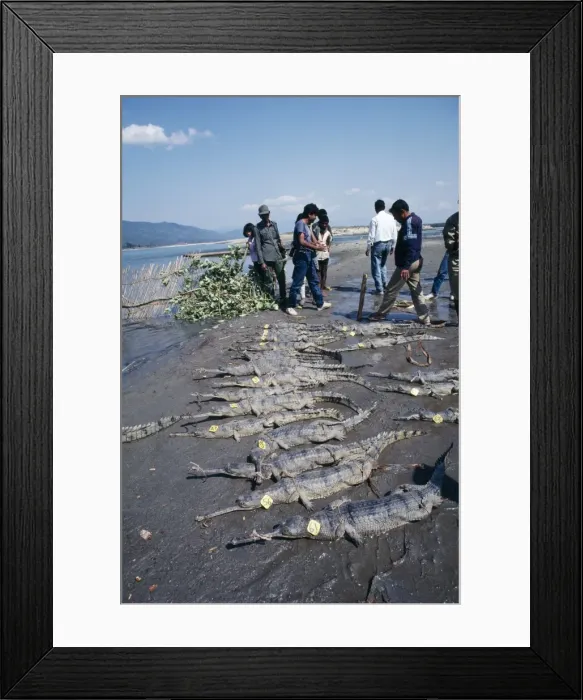 Framed Print : Picture No. 10853832