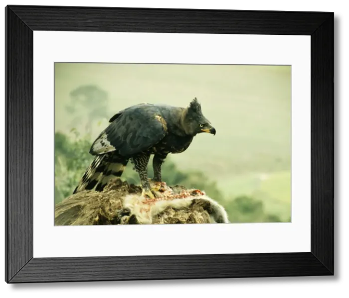 Framed Print : Picture No. 10854990 Framed Print : Picture No. 10854990