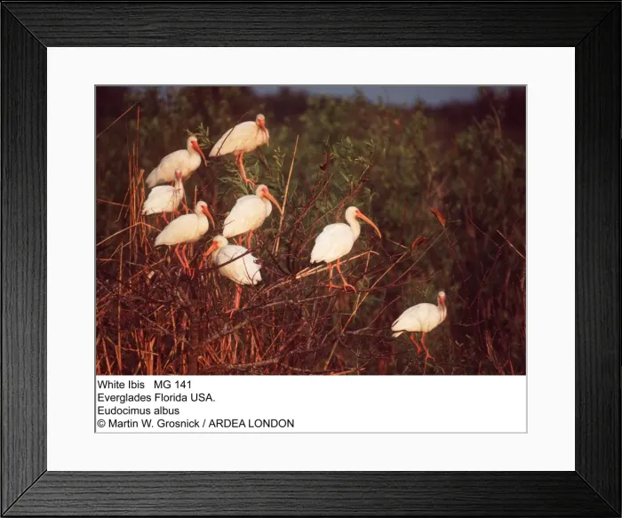 Framed Print : Picture No. 10853761 Framed Print : Picture No. 10853761