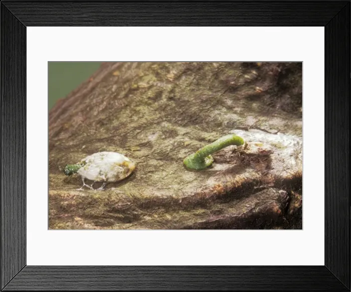 Framed Print : Picture No. 10854830