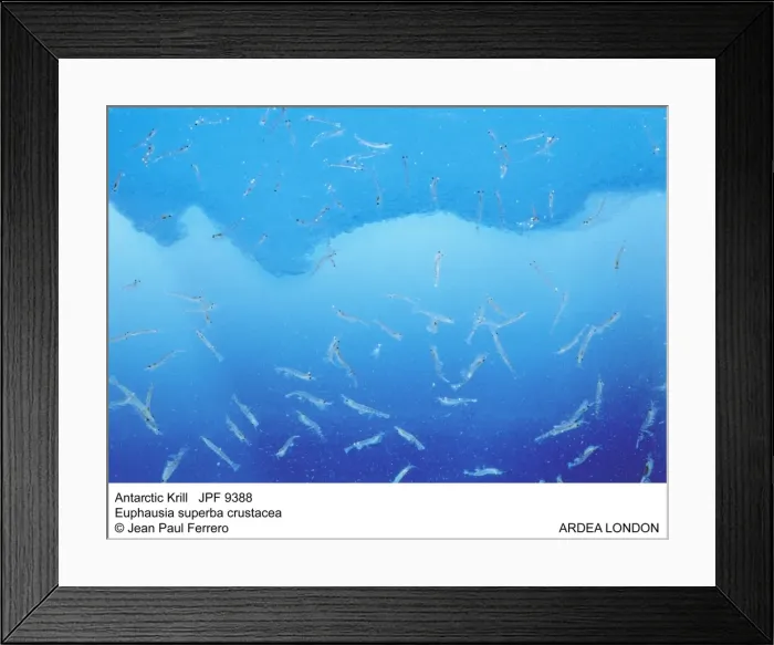 Framed Print : Picture No. 10852262 Framed Print : Picture No. 10852262