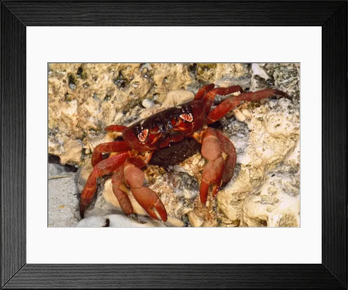 Framed Print : Picture No. 10852268 Framed Print : Picture No. 10852268