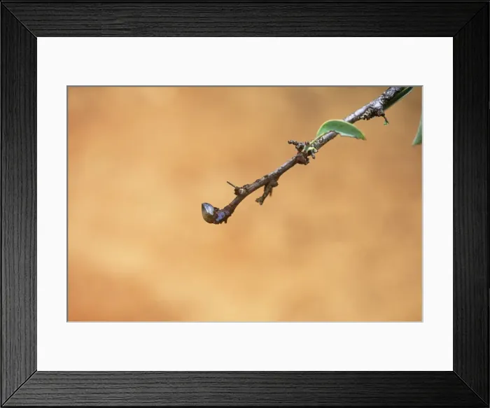 Framed Print : Picture No. 10855044 Framed Print : Picture No. 10855044