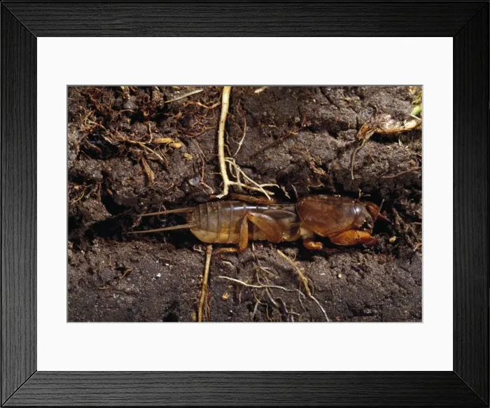 Framed Print : Picture No. 10854751 Framed Print : Picture No. 10854751