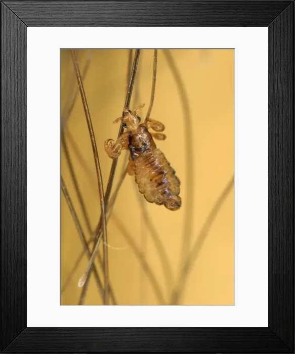 Framed Print : Picture No. 10855570 Framed Print : Picture No. 10855570