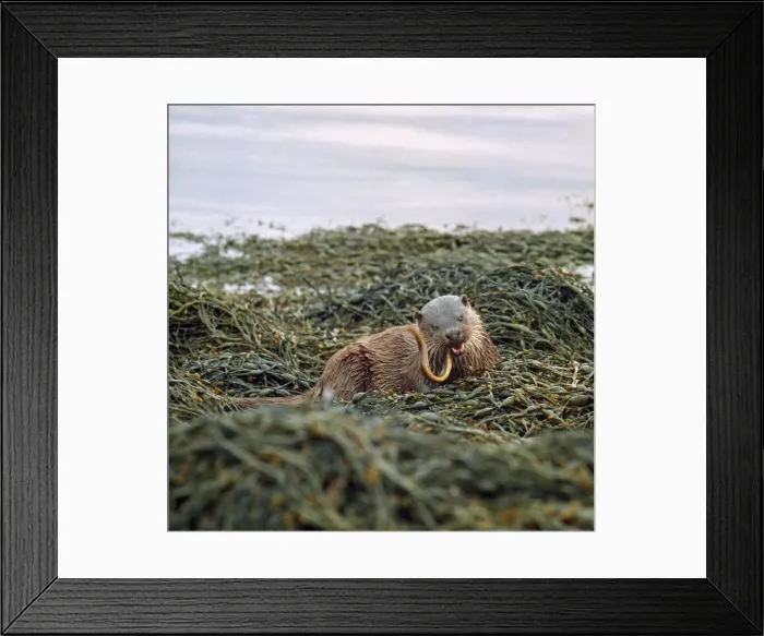 Framed Print : Picture No. 10854006 Framed Print : Picture No. 10854006