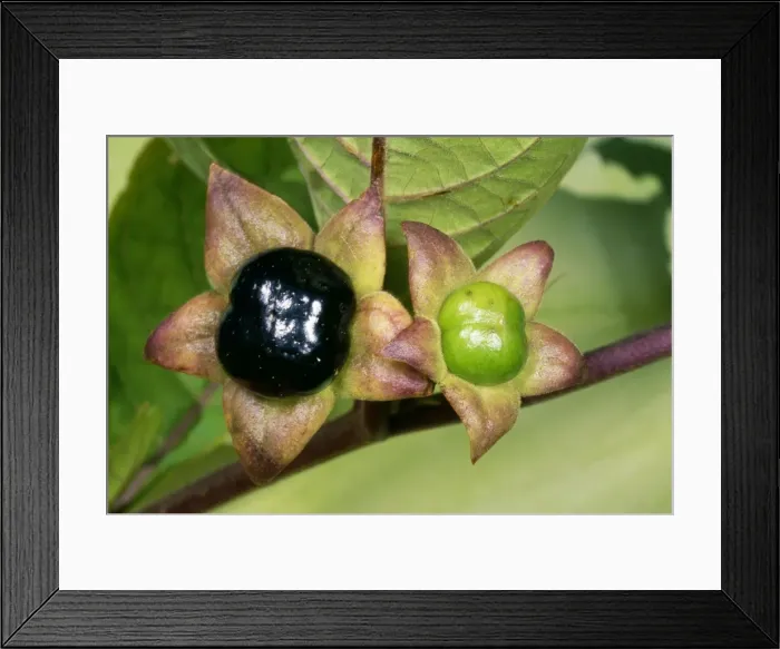 Framed Print : Picture No. 10855575 Framed Print : Picture No. 10855575