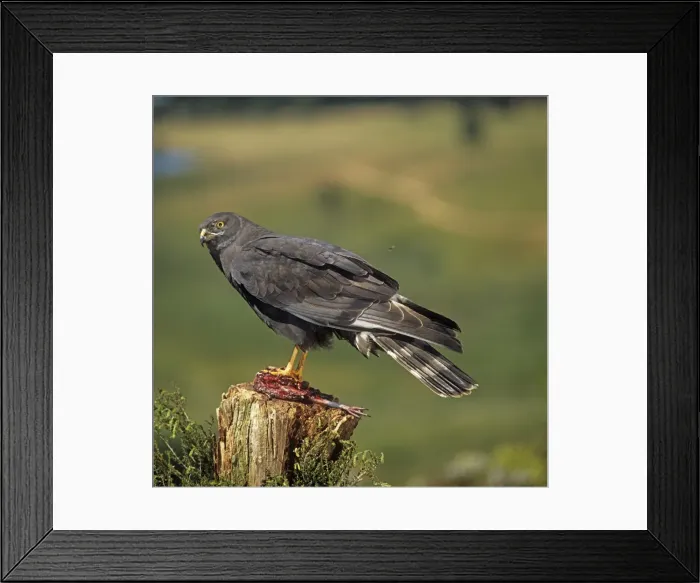 Framed Print : Picture No. 10854898 Framed Print : Picture No. 10854898