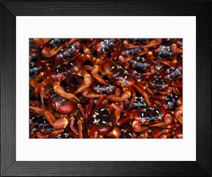 Framed Print : Picture No. 10852271 Framed Print : Picture No. 10852271