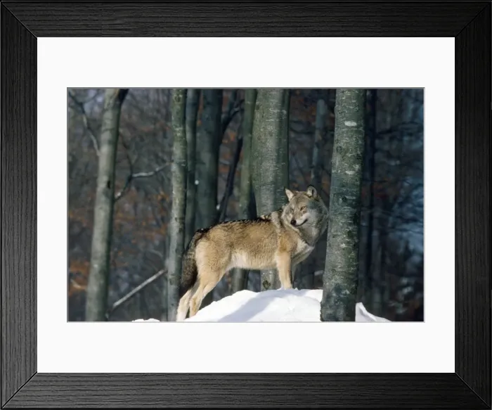 Framed Print : Picture No. 10852234 Framed Print : Picture No. 10852234