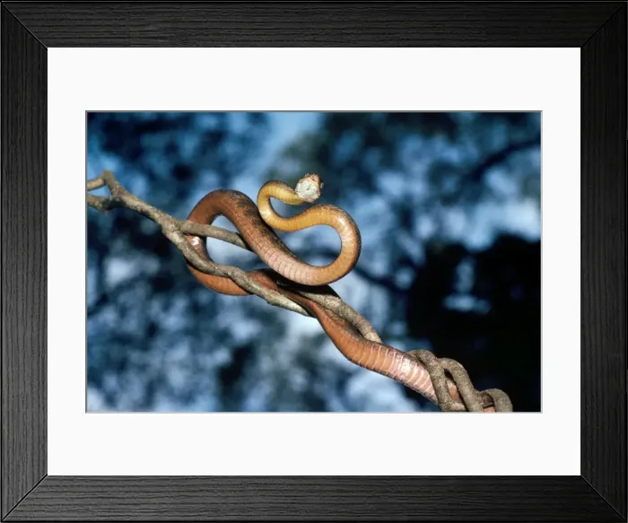 Framed Print : Picture No. 10852240 Framed Print : Picture No. 10852240