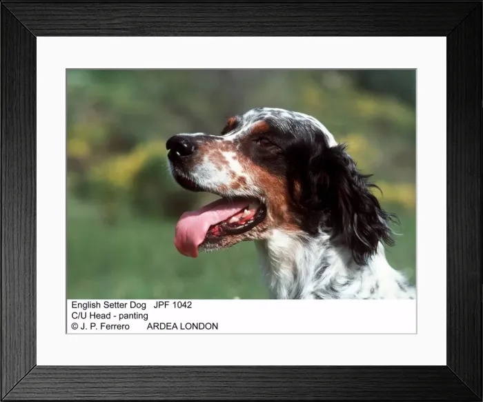Framed Print : Picture No. 10852230 Framed Print : Picture No. 10852230