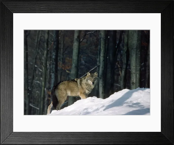 Framed Print : Picture No. 10852235
