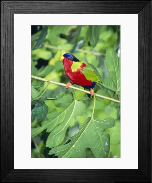 Framed Print : Picture No. 10852261 Framed Print : Picture No. 10852261
