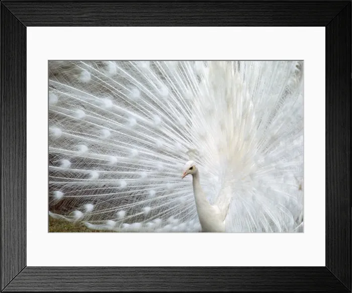 Framed Print : Picture No. 10853710 Framed Print : Picture No. 10853710