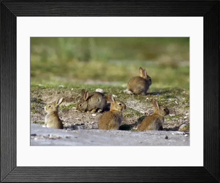 Framed Print : Picture No. 10855493 Framed Print : Picture No. 10855493