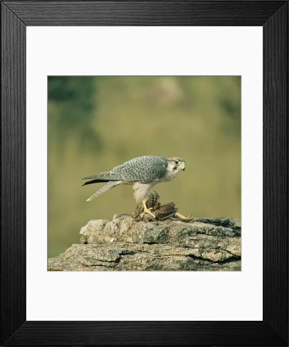 Framed Print : Picture No. 10854877 Framed Print : Picture No. 10854877