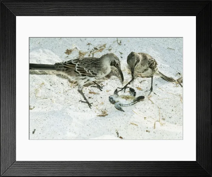 Framed Print : Picture No. 10855023 Framed Print : Picture No. 10855023