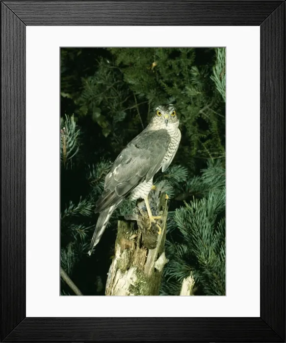 Framed Print : Picture No. 10853663 Framed Print : Picture No. 10853663