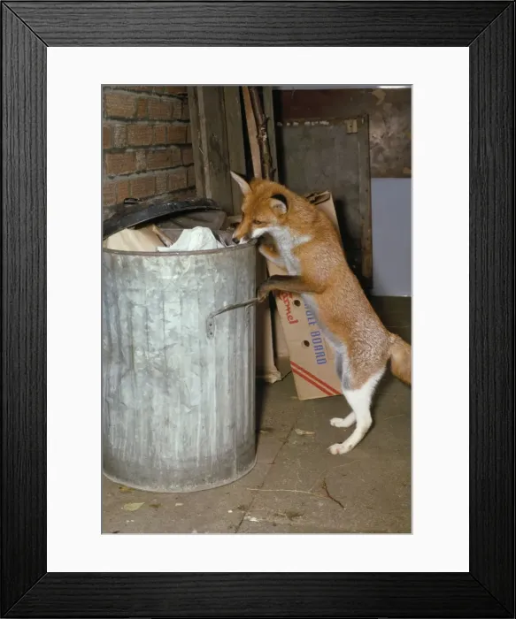 Framed Print : Picture No. 10853597 Framed Print : Picture No. 10853597