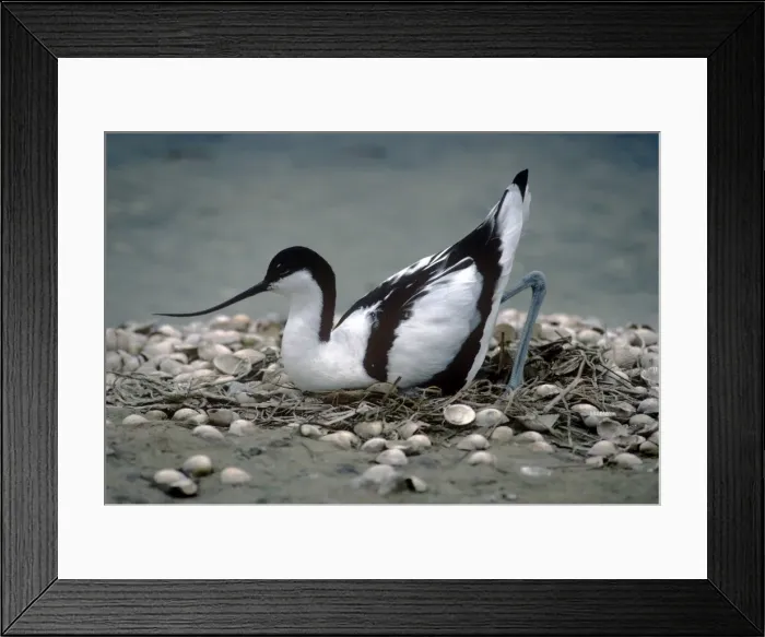 Framed Print : Picture No. 10853720 Framed Print : Picture No. 10853720