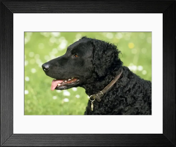 Framed Print : Picture No. 10852244