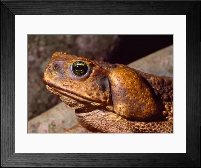 Framed Print : Picture No. 10852250 Framed Print : Picture No. 10852250