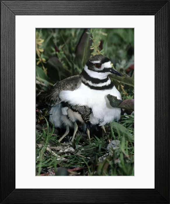 Framed Print : Picture No. 10853949 Framed Print : Picture No. 10853949