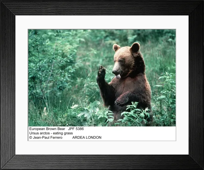 Framed Print : Picture No. 10852243 Framed Print : Picture No. 10852243