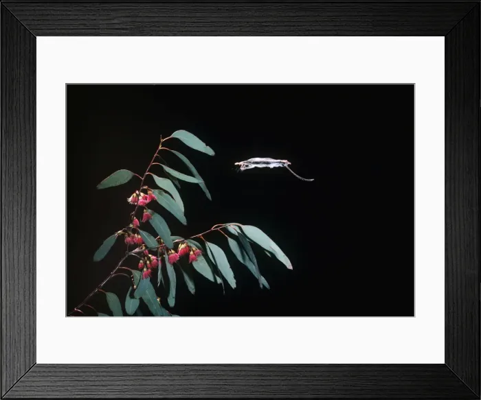 Framed Print : Picture No. 10852248 Framed Print : Picture No. 10852248
