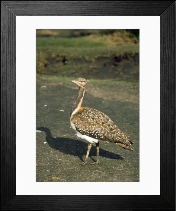 Framed Print : Picture No. 10854975