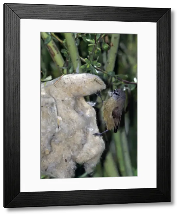 Framed Print : Picture No. 10855048 Framed Print : Picture No. 10855048