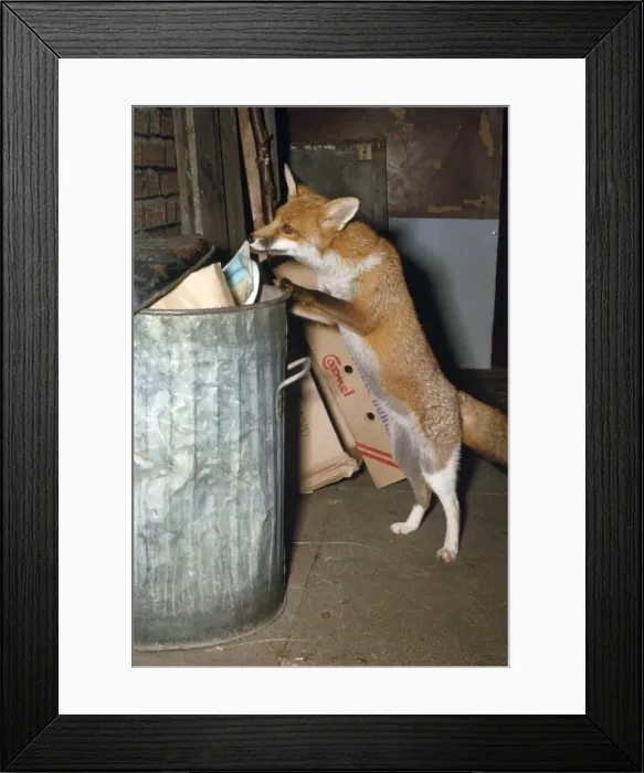 Framed Print : Picture No. 10853596 Framed Print : Picture No. 10853596