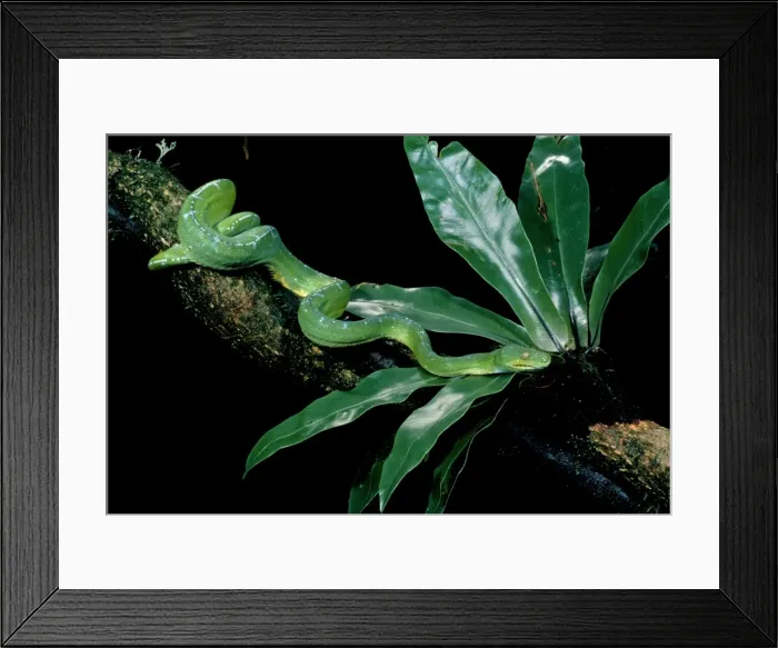 Framed Print : Picture No. 10852241 Framed Print : Picture No. 10852241