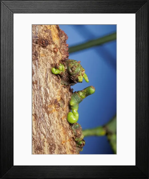 Framed Print : Picture No. 10854831