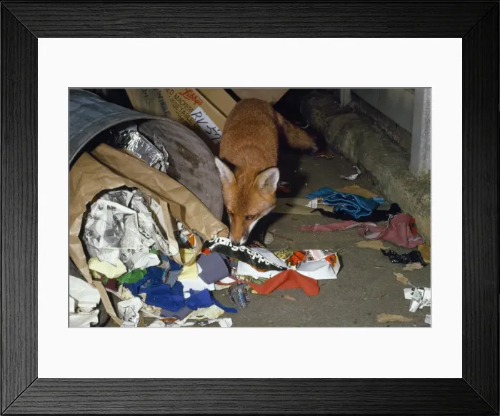 Framed Print : Picture No. 10853598 Framed Print : Picture No. 10853598