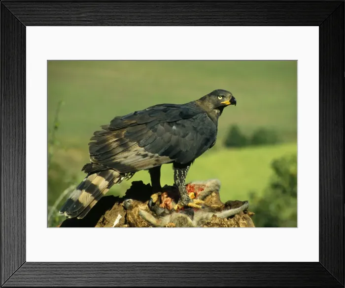 Framed Print : Picture No. 10854989 Framed Print : Picture No. 10854989